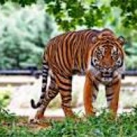 Test tiger